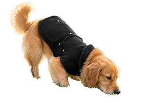 Brown-Dog-Coat